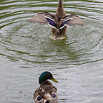 Canards du Marais Poitevin