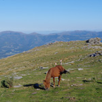 Pottok à Rhune