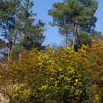 Mimosas en fleurs à Arcachon