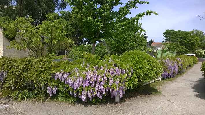 Glycine