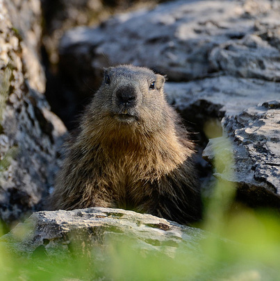 Marmotte