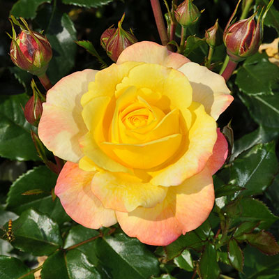 rose jaune