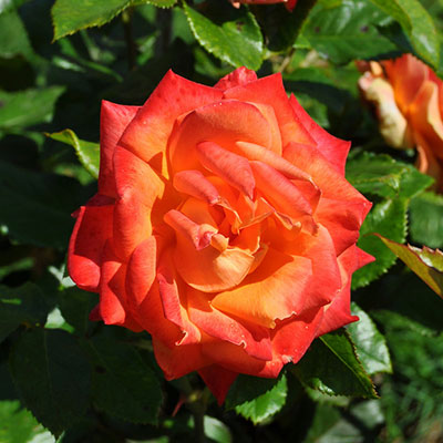 rose orange