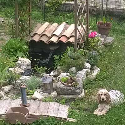 chien posant dans son jardin