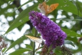 La fête de la nature 2015